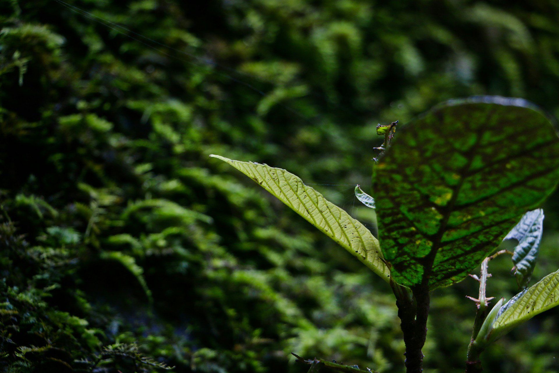 5 DAY ISO 14001/45001 INTEGRATED MANAGEMENT SYSTEM (IMS) LEAD AUDITOR